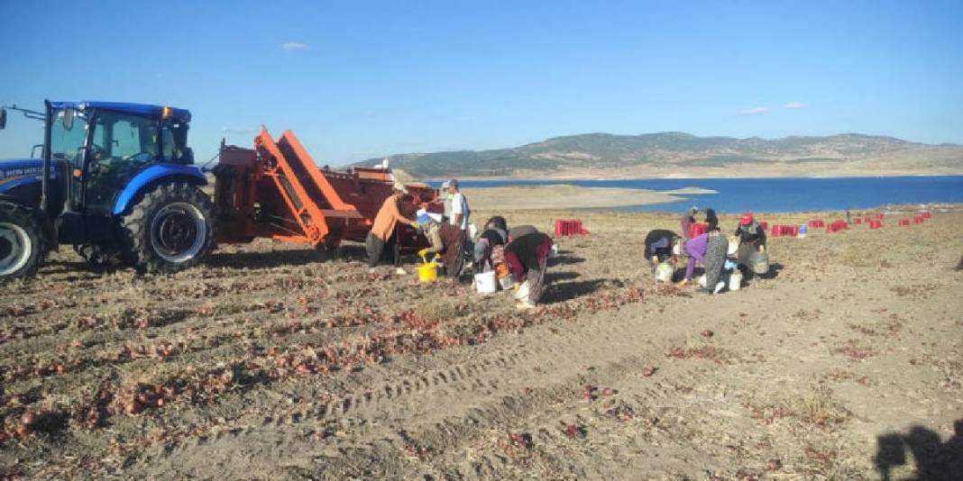 İmece usulü hasat ediyor, işçi maliyeti ve zamandan tasarruf sağlıyorlar! Mor ve sarı renkte oluyor, 7-8 liraya alıcı buluyor 2